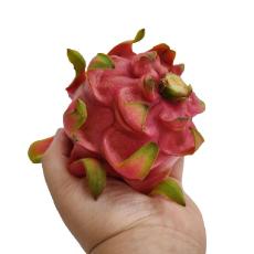 有機雙色火龍果