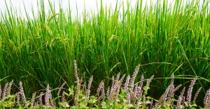 【野草生活】一起來認識原生野花：12款台灣原生野花，小小花草有大大用途！