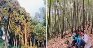【森林療癒】竹林中畫一方寂靜，草嶺石壁社區以「療癒觀光」再出發