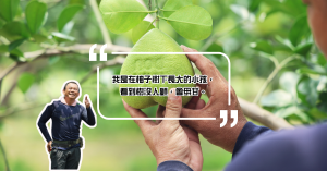 【鮮味物語】浪子回頭的柚農：轉生麻豆文旦栽植新典範