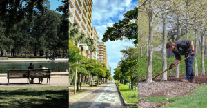 不只是環保，更是為了活命：這是「樹木平權（Tree Equity）」的氣候正義