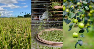 【新時代農民直銷站 01】農民直銷站尋味指南|這裡為什麼賣這個?看懂風土,就看懂台灣的味道