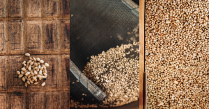 【米嶼之東 04】米與文化的共振：花蓮羅山村炒米香與吉野一號清酒