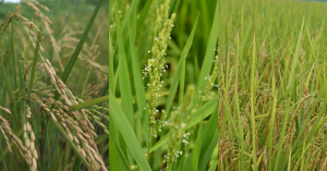 【米嶼之東 01】風土篇:東、西部米大不同,日、水、風、土造就的相異