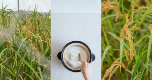 【米嶼之東 02】品種篇：品種，決定米的個性