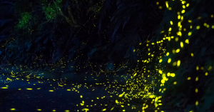 【綠色餐飲 × 蒲公英｜綠色餐桌計畫06】不只是觀光，頭城農場用「循環」創造螢火蟲聖地與商業價值