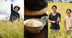 【百年稻浪01】百年稻浪：從蓬萊米百年看島嶼糧食文明與永續韌性