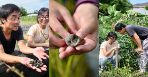 【百年稻浪10】從科學實驗室走向水稻田  「農田裡的科學計畫」以哈螺農法重塑田間生態韌性