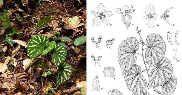 植物繪師 | 以點線精準的科學視野，用針筆提煉植物的一生