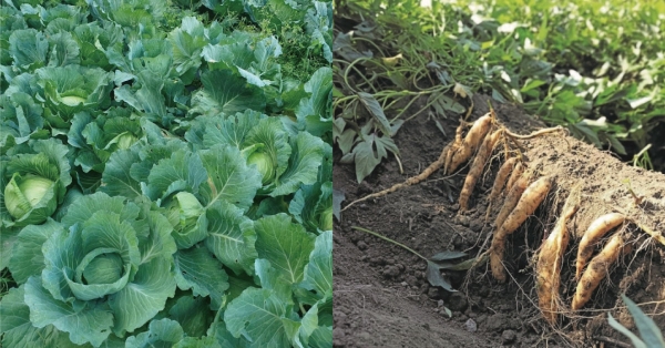 【氣候變遷02】蔬菜受到的影響：旱澇與蟲害夾攻，蔬菜產地的氣候課題