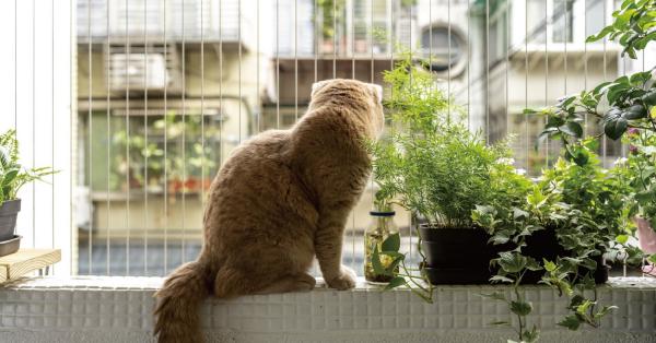 【空間整備實驗計畫2】兩人兩貓的愜意生活——撫遠街鄭宅陽台