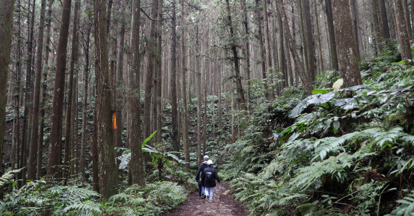 【打開林場認識國產材 01】森林創譯師  斯創女力部隊揭開林場秘密、推動國產材運用