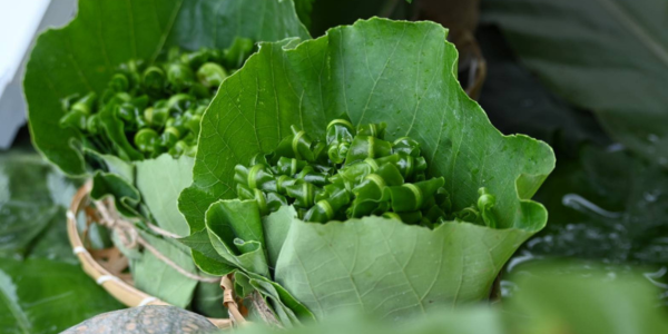 一寸土野菜料理店