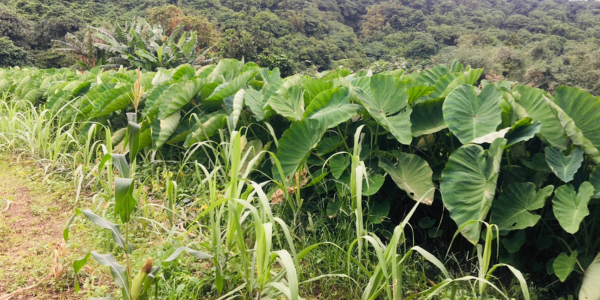 閎美小舖/綠島花生豆花
