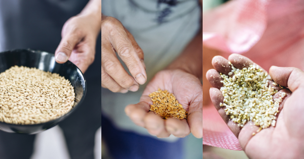 【米嶼之東 03】好米要素：別忘了還有烘乾與碾米