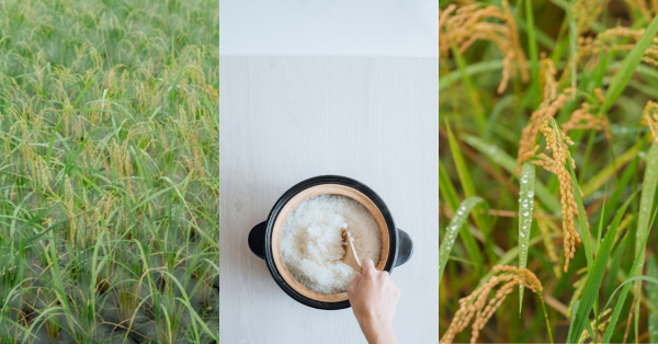 【米嶼之東 02】品種篇：品種，決定米的個性