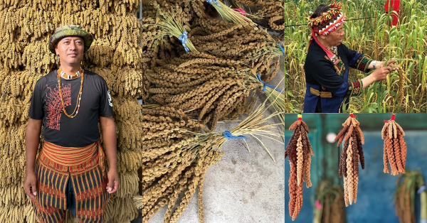 一口好糧 小米篇 02｜｜從小米到樹豆的山林智慧 排灣族獵人藍保・卡路風的小米生活曆