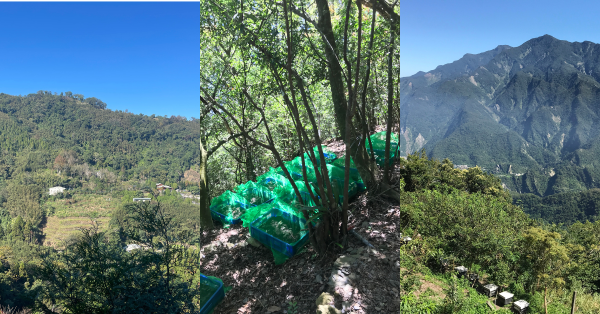 【在森林與農地之間01】混農林業的前世今生