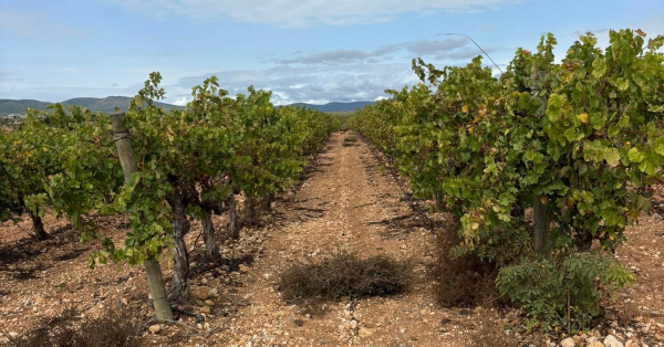 【在森林與農地之間 05】大面積單一作物國外案例：葡萄林業