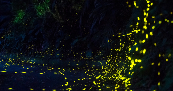 【綠色餐飲 × 蒲公英｜綠色餐桌計畫06】不只是觀光，頭城農場用「循環」創造螢火蟲聖地與商業價值