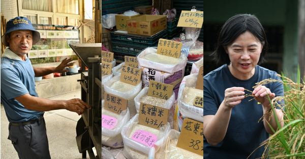 【百年稻浪05】蓬萊米的高產神話  社會學者朱華瑄：日本殖民烙印與在地米種失落的啓示