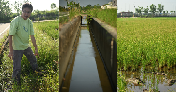 【百年稻浪11】從「看天田」到極端氣候試煉 後壁農田的水利身世與臺南16號的減產啟示