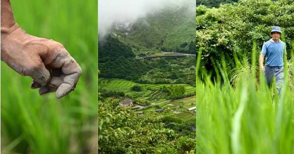 【百年稻浪04】百年前山嵐間的品種革命 竹子湖原種田、蓬萊米誕生和一段被遺忘的歷史