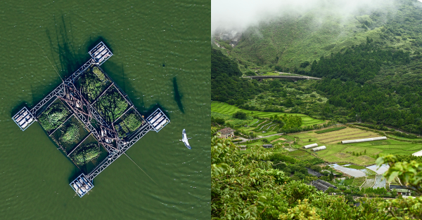 【水脈之味・大河宴】桃園埤塘有如生物諾亞方舟 重生的鬼稻其實是台灣蓬萊米歷史的前傳