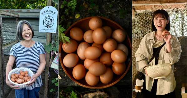 法國蛋雞也吃中藥？ 到紅葉部落摘野植、撿雞蛋   在「紅葉福利雞蛋合作社」 體驗太魯閣族人與伊莎蛋雞共同打造農業照護系統