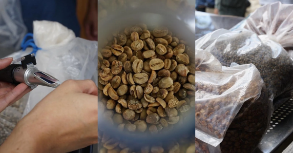【台灣咖啡與可可 04】低海拔咖啡，真的沒有競爭力嗎？從發酵工藝與風味後製探討台灣平地咖啡的價值重塑與商業永續可能性