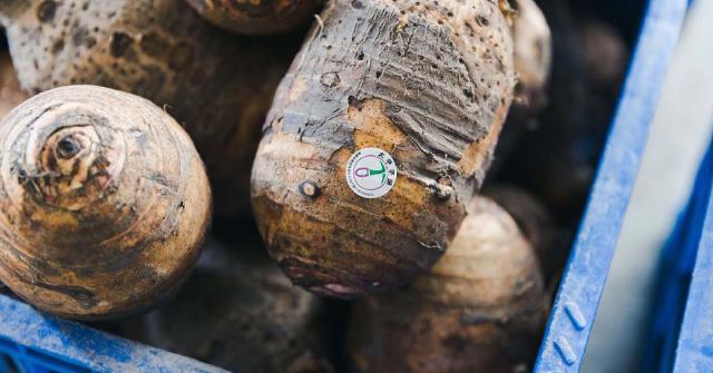 【農產加工04】冷凍鮮芋塊：大甲芋頭如何靠著大甲農會研發的芋頭品評表，透過連鎖飲料店走向國際？