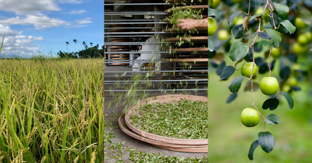 【新時代農民直銷站 01】農民直銷站尋味指南|這裡為什麼賣這個?看懂風土,就看懂台灣的味道