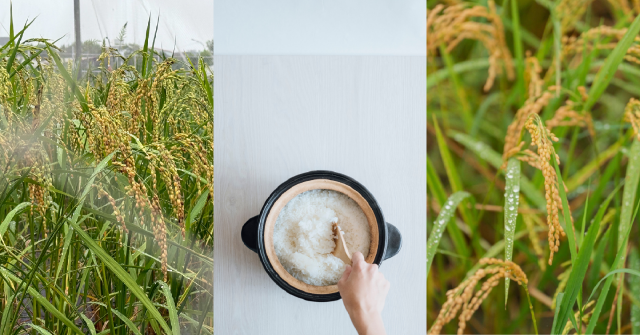 【米嶼之東 02】品種篇：品種，決定米的個性