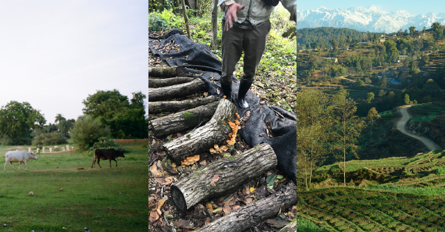 【在森林與農地之間 02】混農林業的國外相關資訊與資源