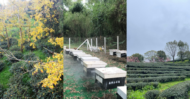 【在森林與農地之間 03】混農林業的相關科學研究