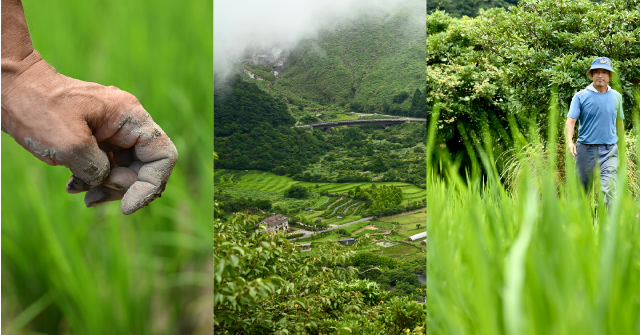 【百年稻浪04】百年前山嵐間的品種革命 竹子湖原種田、蓬萊米誕生和一段被遺忘的歷史