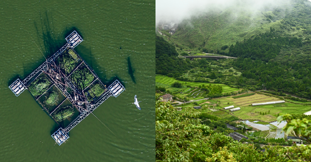 【水脈之味・大河宴】桃園埤塘有如生物諾亞方舟　重生的鬼稻其實是台灣蓬萊米歷史的前傳