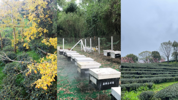 在森林與農地之間：混農林業如何重寫土地的可能