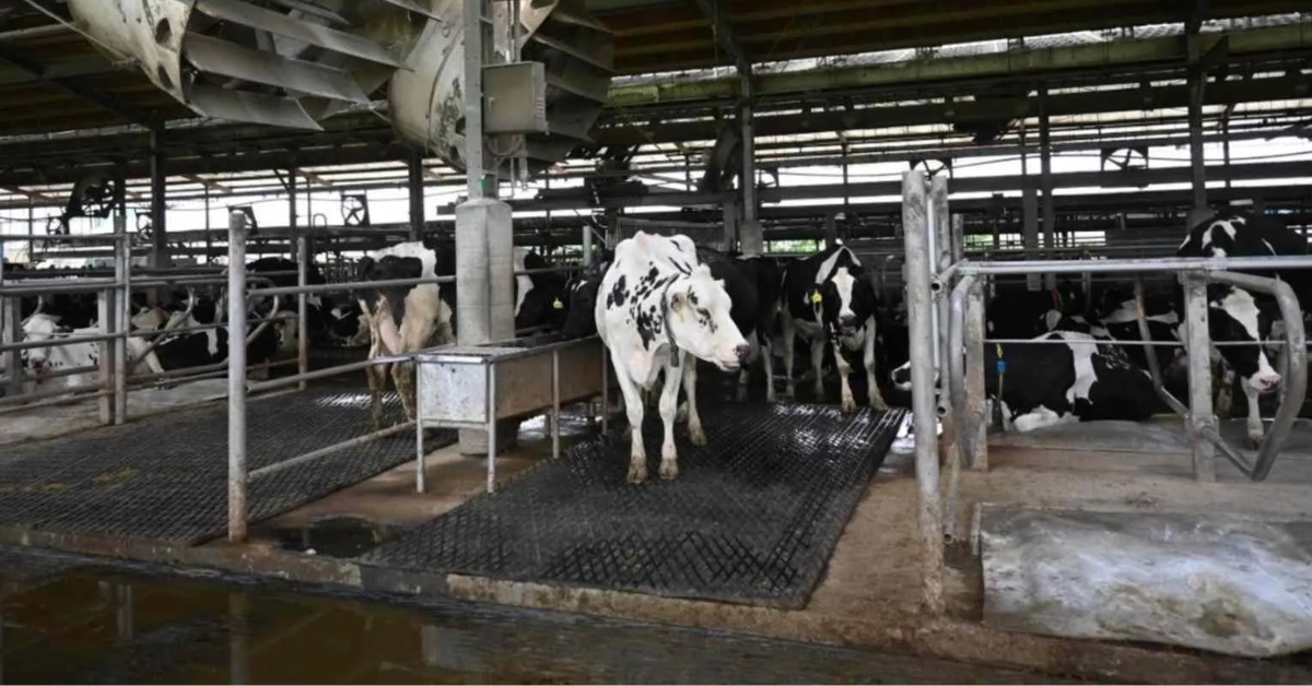 確保乳牛有活動空間的「單牛套房」。  圖片來源／李佳芳攝