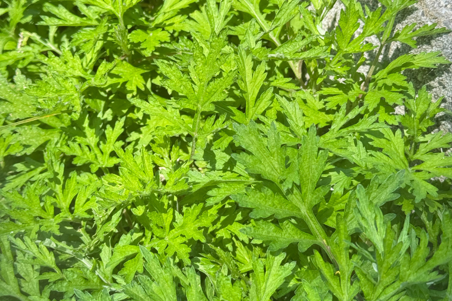圖片名稱