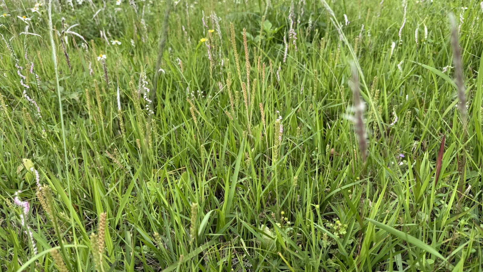 與白茅、車前草混生的綬草